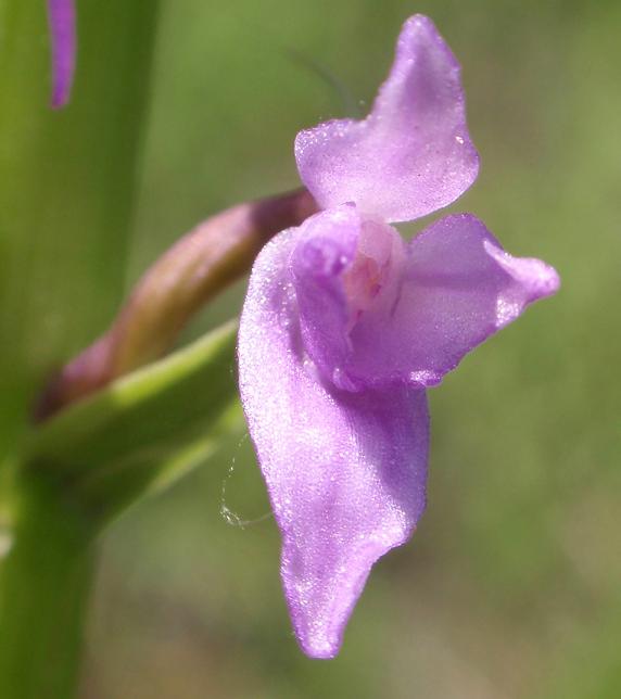 Quiz: Lusus da indovinare!  (Gymnadenia conopsea)